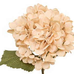 Tulpină decorativă de hortensie Atmosphera Fria, Asortate, 62 cm
