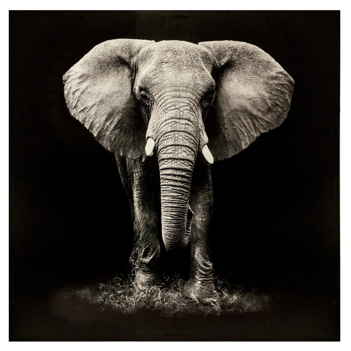 Tablou atmosferă Elefant, Imprimeu pe pânză 100x100 cm