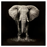Πίνακας atmosphera Elephant, τύπωμα σε καμβά, 100 x 100 εκ.