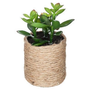 Atmosferă vegetală artificială, 16 cm, diverse specii