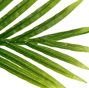 Plantă artificială Atmosphera Palm, 170 cm
