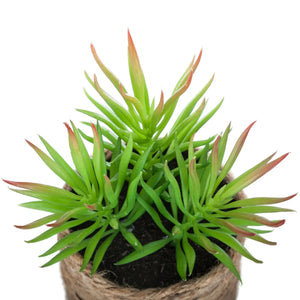 Atmosferă vegetală artificială, 16 cm, diverse specii