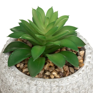 Plantă artificială Atmosphere Buddha, 13,5 cm, diverse specii