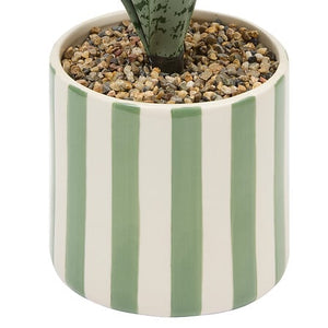 Atmosfera de plante artificiale Sansevieria Chéri, 38 cm
