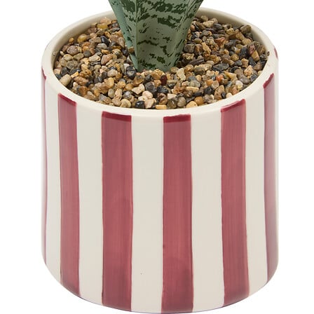 Atmosfera de plante artificiale Sansevieria Chéri, 38 cm